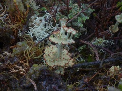 Cladonia verticillata