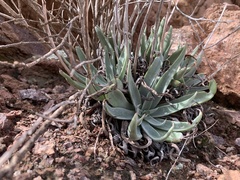 Dudleya saxosa