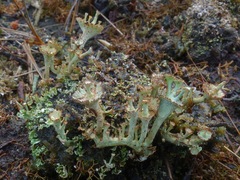 Cladonia verticillata
