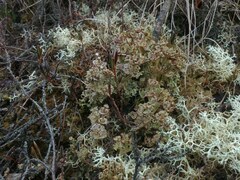 Cladonia verticillata