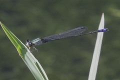 Enallagma novaehispaniae