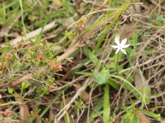 Burchardia umbellata