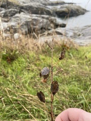 Camassia leichtlinii