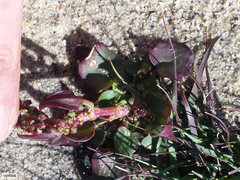 Rumex cordatus