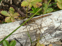 Sympetrum striolatum