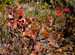 Betula glandulosa