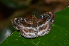 Quadrus cerialis