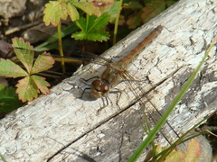Sympetrum striolatum