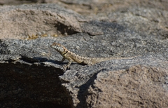 Tropidurus etheridgei
