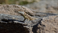 Tropidurus etheridgei