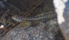 Tropidurus etheridgei