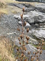 Camassia leichtlinii