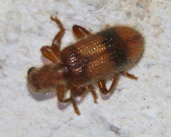 Cymatodera puncticollis