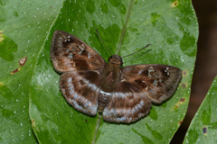 Quadrus cerialis