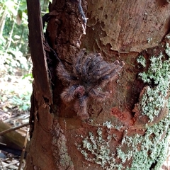 Avicularia