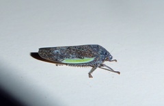 Hamana