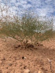Eriogonum wetherillii