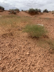 Eriogonum wetherillii