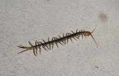 Scolopendra polymorpha
