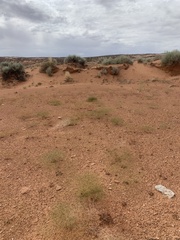 Eriogonum wetherillii