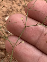 Eriogonum wetherillii