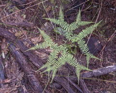Gleichenia