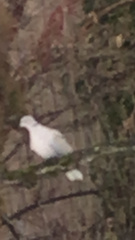 Streptopelia decaocto