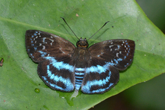 Quadrus contubernalis