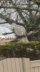 Streptopelia decaocto