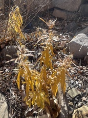 Croton bonplandianus