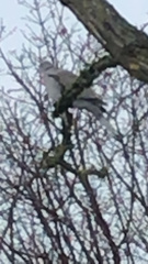 Streptopelia decaocto