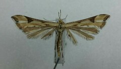 Platyptilia carduidactylus
