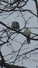 Streptopelia decaocto