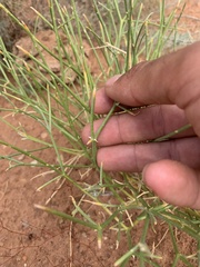 Astragalus episcopus