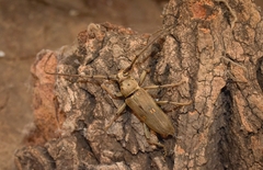 Pantomallus sordidus
