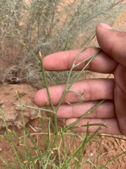 Astragalus episcopus