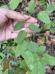 Desmodium psilophyllum