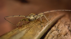 Pantomallus sordidus