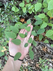 Desmodium psilophyllum