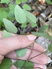 Desmodium psilophyllum