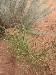 Astragalus episcopus