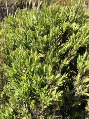 Leucopogon