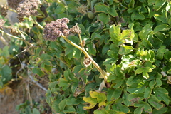 Angelica lucida