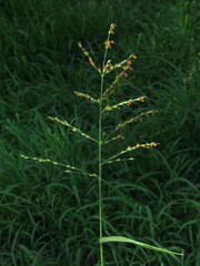 Panicum deustum