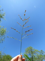 Panicum deustum