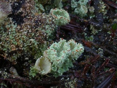 Cladonia diversa