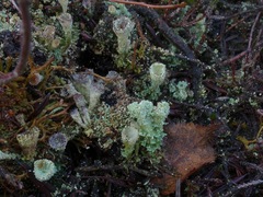 Cladonia diversa