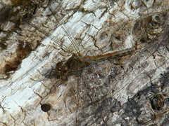 Sympetrum striolatum