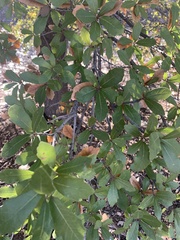 Quercus grisea