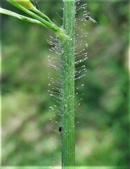 Panicum deustum